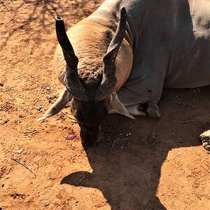 Eland Hunting