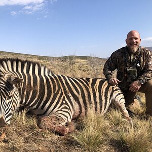 Zebra Hunt Karoo South Africa