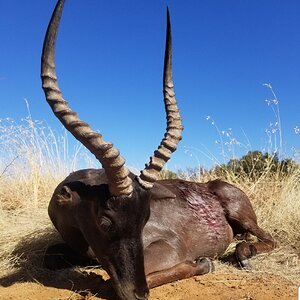 Black Impala Hunt