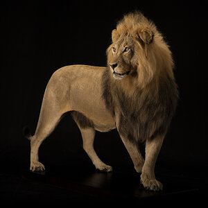 Lion Full Mount Taxidermy