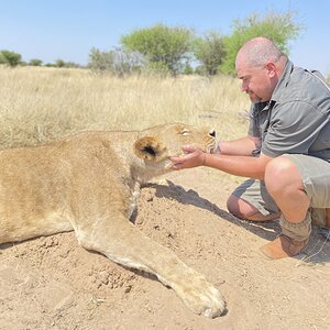 Lioness Hunt South Africa