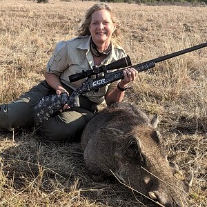 Warthog Hunt Free State South Africa