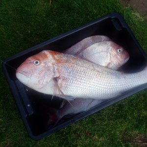 Fishing Snapper Victoria Australia