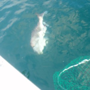 Fishing Snapper Victoria Australia