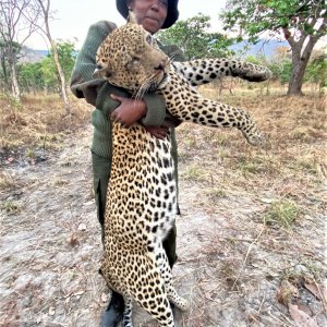 Hunting Leopard Tanzania