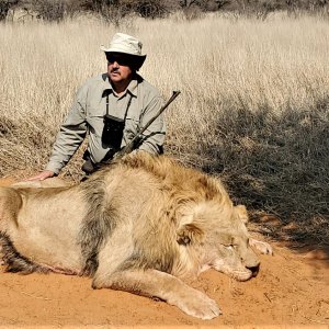 Lion Hunt Kalahari South Africa