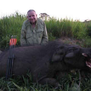 Bow Hunting Giant Forest Hog Central African Republic