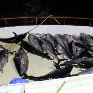 Bluefin Tuna Fishing San Diego