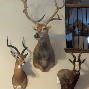 Impala & Whitetail Shoulder Mount & Blesbok Wall Pedestal Mount Taxidermy