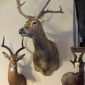 Impala & Whitetail Shoulder Mount & Blesbok Wall Pedestal Mount Taxidermy