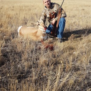 Alberta Pronghorn