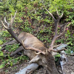 Carpathian Stag Hunt Romania