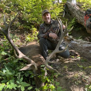 Carpathian Stag Hunt Romania