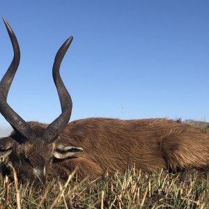 Nice Sitatunga taken in Tondwa GMA, Northern Zambia