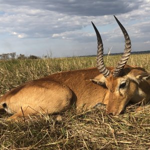 Puku in Tondwa GMA Zambia