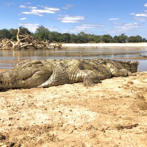 Crocodile Luangwa 2021