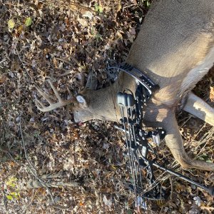 Whitetail bow hunt