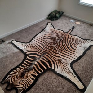 Zebra Rug