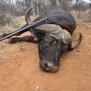 Buffalo Hunting South Africa