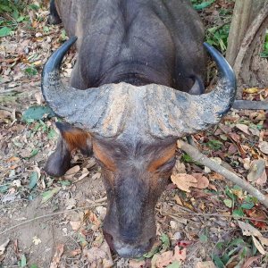 Hunting Central African Savanna Buffalo in Central African Republic