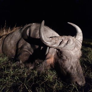 Hunting Central African Savanna Buffalo in Central African Republic