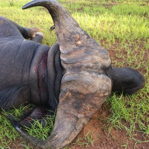 Hunting Central African Savanna Buffalo in Central African Republic