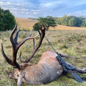 Red Stag Hunting Romania