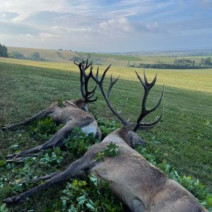 Red Stag Hunting Romania