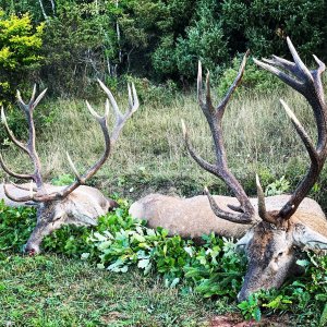 Red Stag Hunting Romania