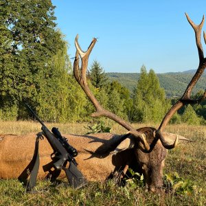 Red Stag Hunting Romania