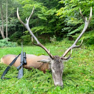 Red Stag Hunting Romania