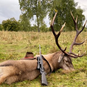 Red Stag Hunting Romania