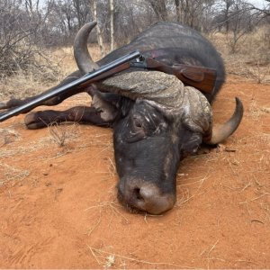 Buffalo Hunting South Africa