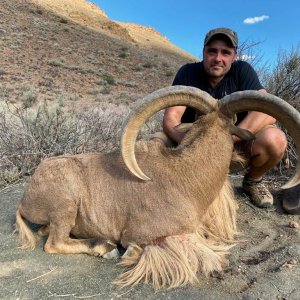 Barbary Sheep Hunt Nothern Cape South Africa