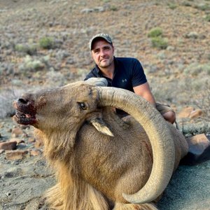 Barbary Sheep Hunt Nothern Cape South Africa