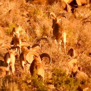 Barbary Sheep Nothern Cape South Africa