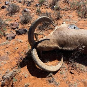 Barbary Sheep Hunt Nothern Cape South Africa