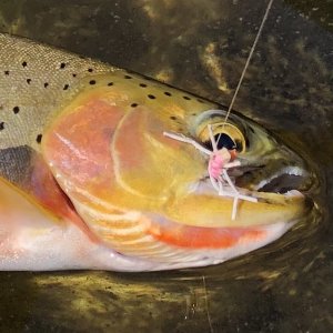 Cutthroat Fishing Idaho