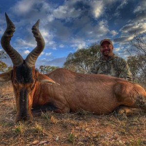 Red Hartebeest Hunting