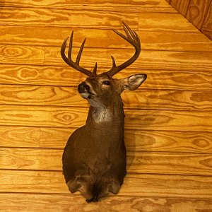 Whitetail Deer Shoulder Mount Taxidermy