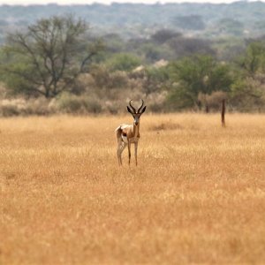 Springbok Namibia