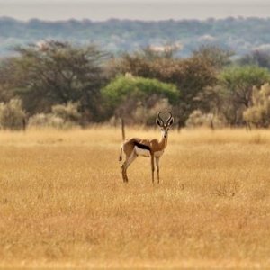 Springbok Namibia