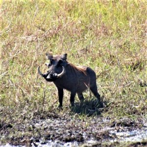 Warthog Namibia