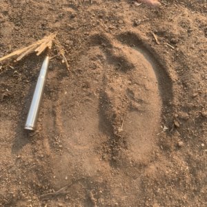 Eland Track Zimbabwe