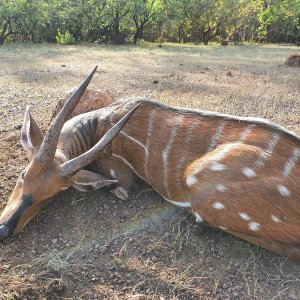 Harnessed Bushbuck Hunt Central African Republic