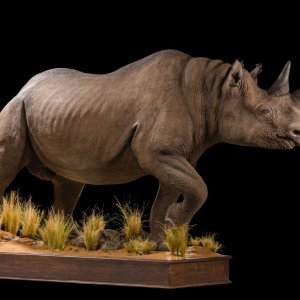 Black Rhino Full Mount Taxidermy