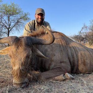 Golden Wildebeest