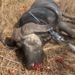 Buffalo Hunting Zimbabwe