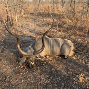 Kudu Hunting Zimbabwe