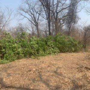 Building Hunting Blind Zimbabwe